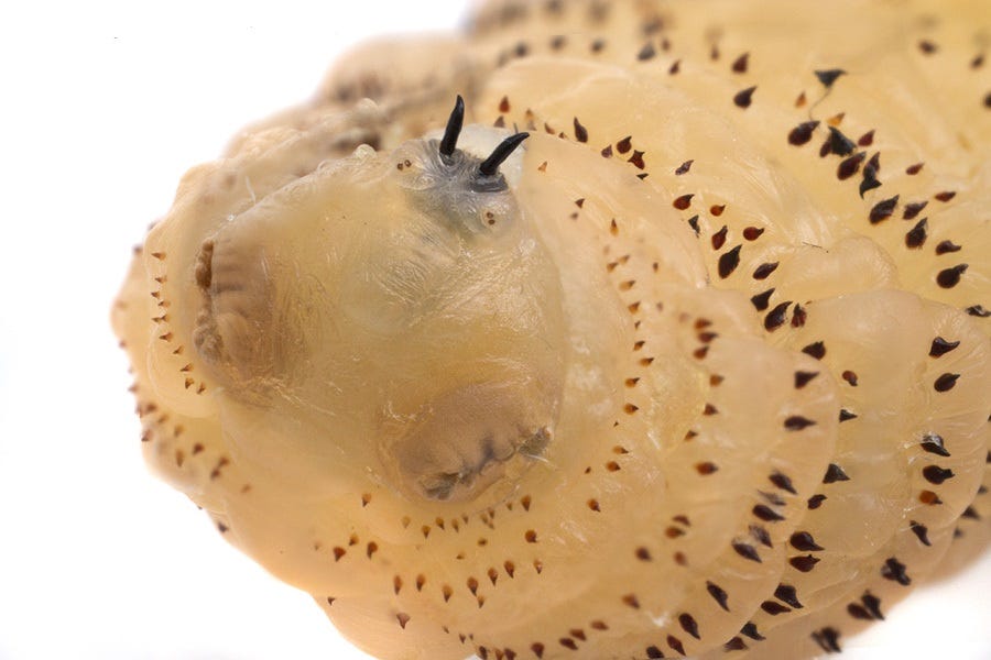 Gusano de mosca